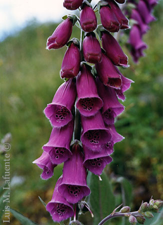 Digitalis purpúrea, usada antaño en medicina popular pero de muy peligrosa dosificación..