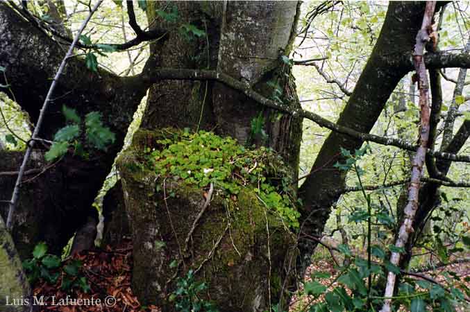 En un bosque todo se recicla, todo se aprovecha, al abrico de un tronco caido, nuevas plantas crecen..