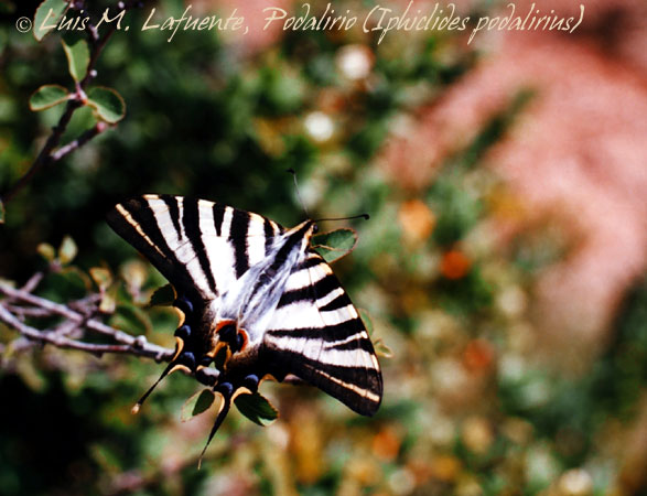 Iphiclades podalirius - Chupaleches