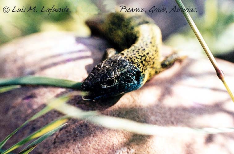 Lagarto verdinegro  Lacerta schreiberi - Grado, Picaroso, Camino de la Mortera de Candamo