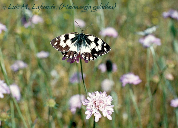 Melanargia galathea, comunmente conocida como Medioluto norteña