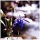 imagen de la Aquilegia vulgaris, la aguileña, una fotogénica flor Asturiana..