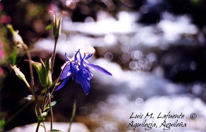 La aguileña es una flor muy fotogénica,. frecuente en Asturias