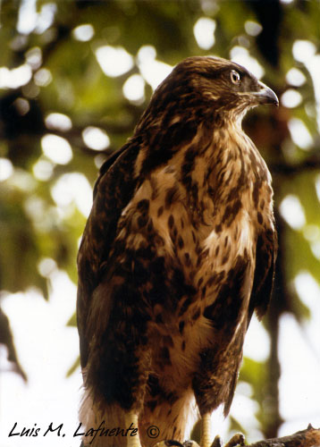 lo conocemos por Pardón, ratonero común, buteo-buteo..