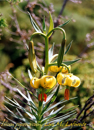 lilium pyrenaicum,  una liliácea, no es muy frecuente en Asturias..