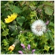 Sonchus oleraceus, su tallo tiene latex y sus hojas dulzonas se pueden comer.. muy abundante.