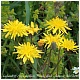 Crepis capillaris, muy abundante en Asturias..