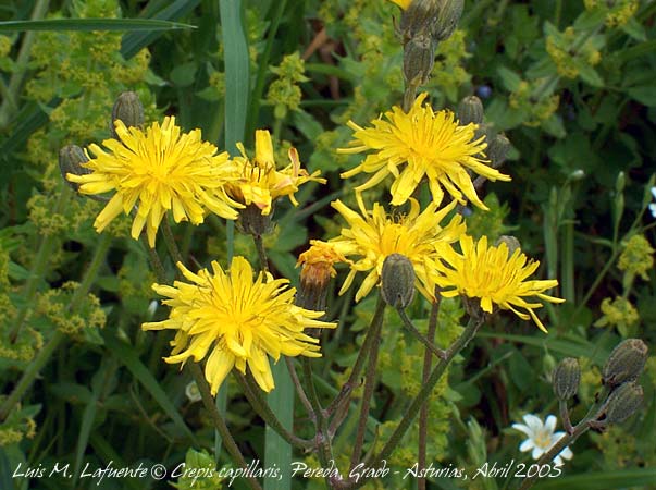 Crepis capillaris,  muy frecuente en Grado y Yernes y Tameza