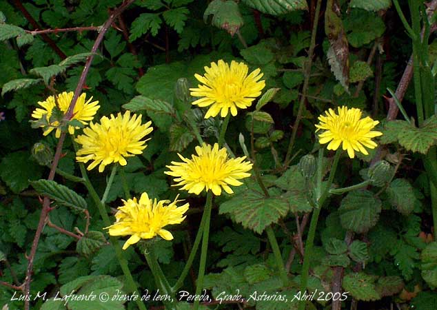 Flores de Diente de león, Grado, Yernes, Asturias