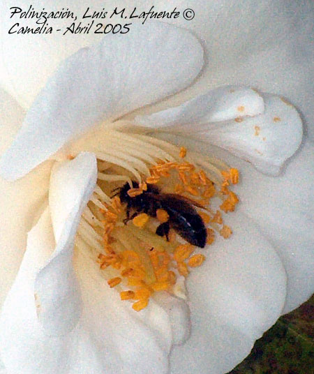 la flor desarroll&oacute; sus "herramientas" para facilitar su reproducci&oacute;n, imposible salir sin impregnarse de polen..