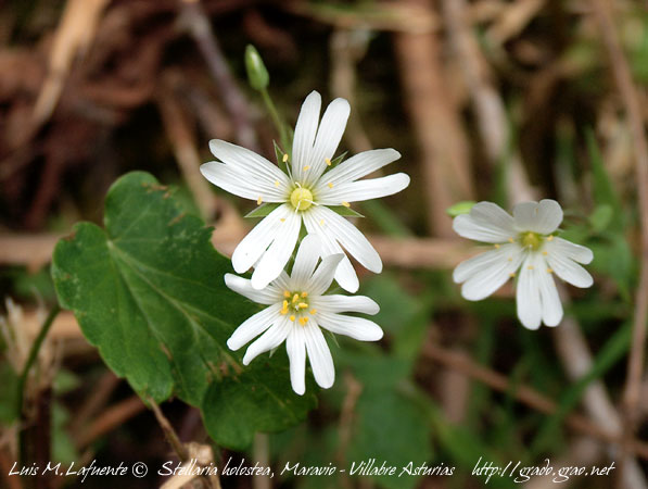 Stellaria holostea,  lo de stellaria quiere decir "estrellada", es una planta colonizadora, muros viejos, setos , bastante común..