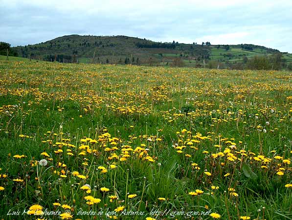Campo de dientes de leon, Abril