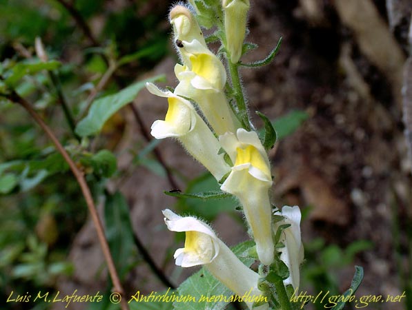 antirrhinum meocanthum, Grado - Asturias