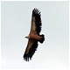 buitre (Utre) en Yernes 1250 metros altura, Pico Loral..
