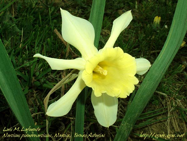Narcisus pseudonarcisus, Cuevallagar- Yernes Asturias