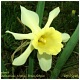 Narcisus pseudonarcisus, Cuevallagar- Yernes Asturias