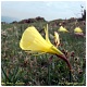 Narcisus bulbocodium, Cuevallagar a pico Loral  - Yernes Asturias