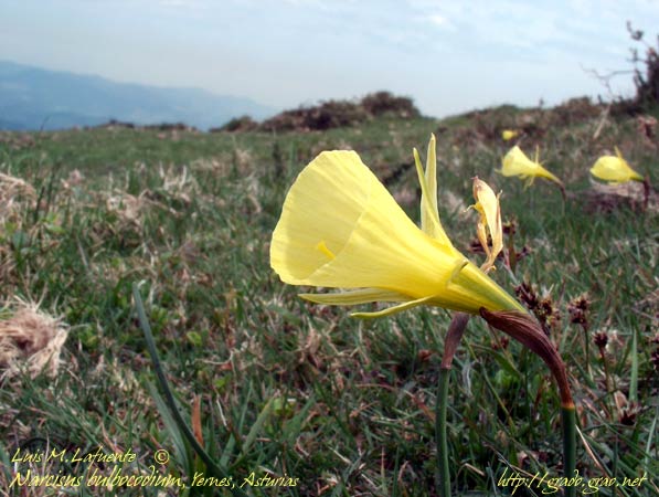 Narciso en ladera del pico Loral, tomada a 1200 metros (Yernes, Asturias)