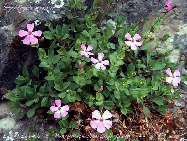 Petrocoptis glaudifolia, en la Cordillera Cantábrica Asturiana