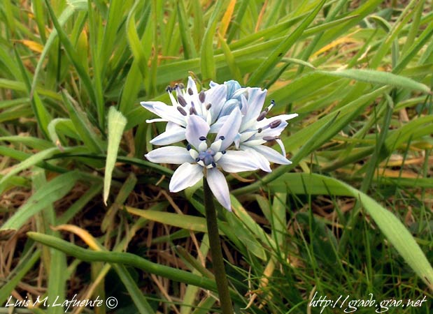 Scilla verna, liliácea, crece en bosques y en los prados contiguos.. (Yernes) Braña del Puerto