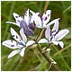 Scilla verna, liliácea, crece en bosques y en los prados contiguos.. Braña del Puerto, (Yernes) 