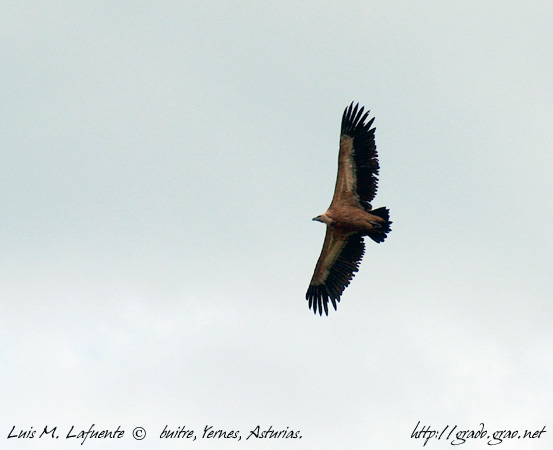 buitre enYernes 1250 metros altura, Pico Loral..