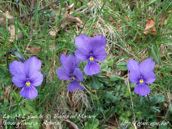 Viola-Viólacea, Violeta del Maravio, Yernes y Tameza, Grado, Teverga - Asturias, Paisaje Natural Protegido