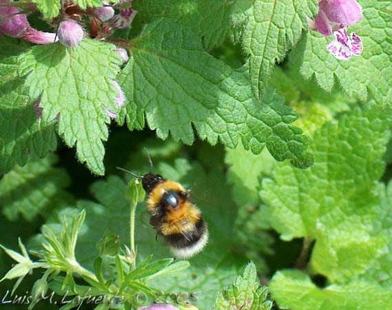 abeja en vuelo hacia una flor de ortiga..