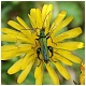 el fotógrafo aparece reflejado en el "espejo" de sus patas traseras..(oedemera nobilis, macho)