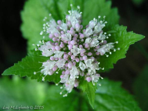 no tengo muy claro que es ésto, una Asterácea..? Eupatorium?