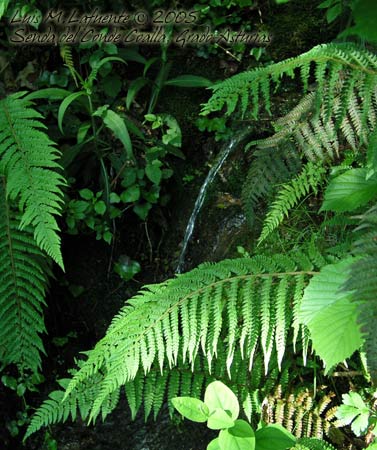 El agua fluye por todas partes, no es de extrañar lo exuberante de la vegetación..