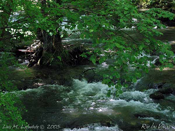 el bosque de ribera se abraza al rio las Varas..