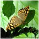 Mariposas y libélulas nos acompañan en la senda