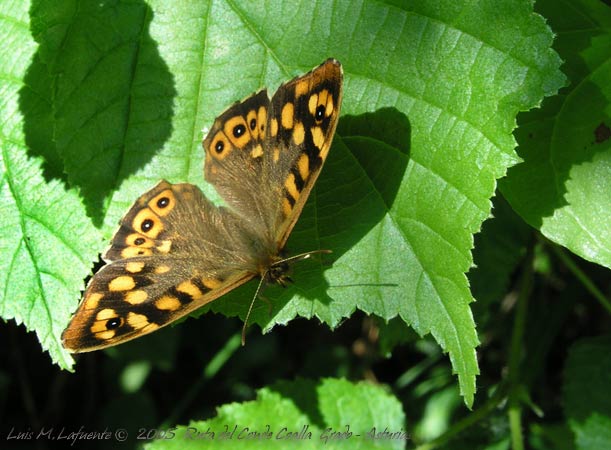 Mariposas y libélulas nos acompañan en la senda..