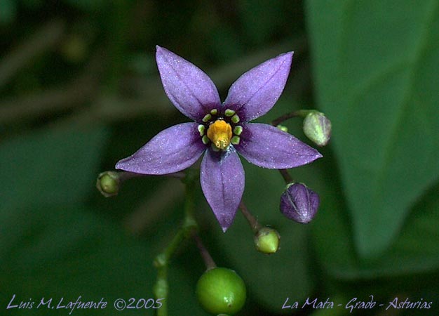 la Dulcamara es una planta que se utiliza en medicina tradicional..no tiene más allá de dos centímetros de diámetro..