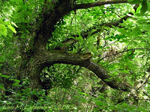 Bosque de castaños en las inmediaciones de Rañeces, Grado, ASTURIAS