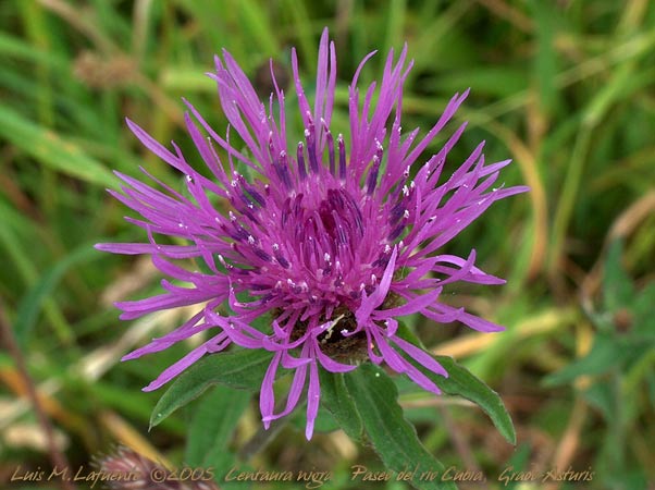 Centaura nigra