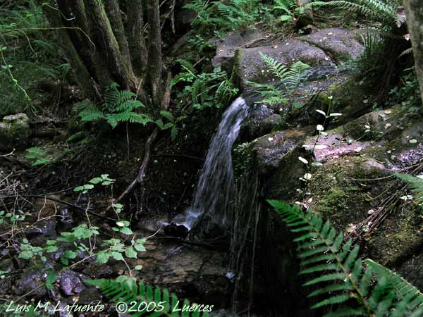 Luerces, Bosque y cascadas de rio que vierte al Narcea, Asturias