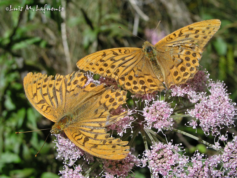 Argynnis  Paphia  - Mariposas de Asturias