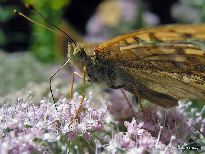 Argynnis paphia  -- Mariposas de Asturias
