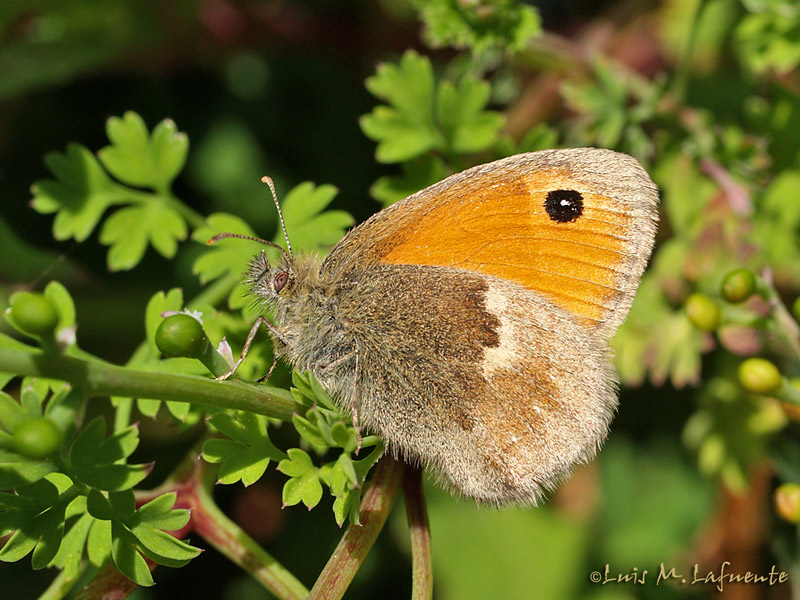 Coenonympha pampilus