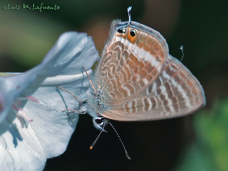 Mariposas de Asturias - Lampides boeticus