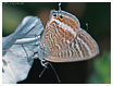 Mariposas de Asturias - Lampides boeticus