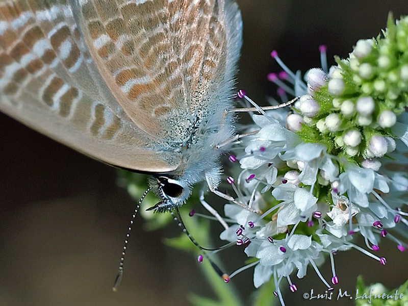 Mariposas de Asturias - Lampides boeticus