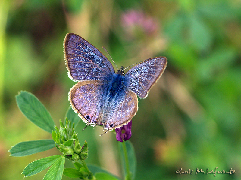 Mariposas de Asturias - Lampides boeticus