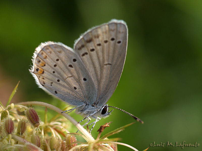 Everes argiades - Mariposas de Asturias