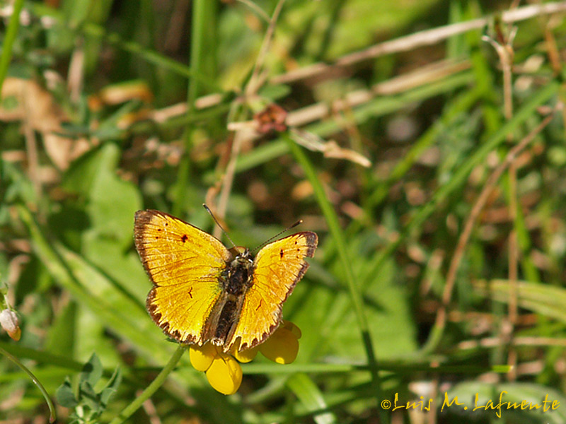 Mariposas de Asturias - macho de Lycaenidae virgaureae,  ssp. miegii