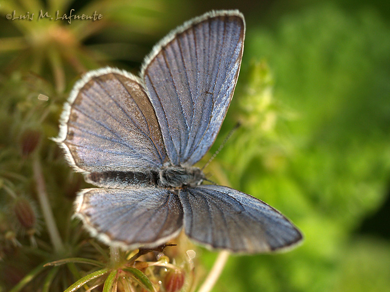 Everes argiades - Mariposas de Asturias