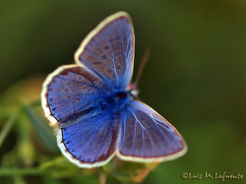  Polyommatus icarus macho