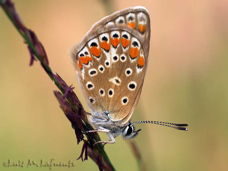 Polyommatus icarus hembra 